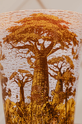  SACRED TREES BOUNKANI - Bougie Max10 / BAOBAB Collection